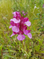 Anacamptis