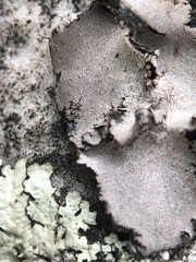 Umbilicaria grisea
