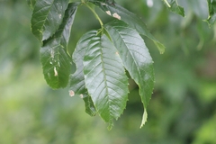 Fraxinus excelsior