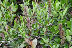 Salix hastata