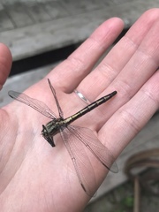 Arigomphus