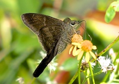 Spicauda teleus