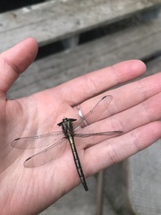 Arigomphus