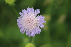 Knautia arvensis