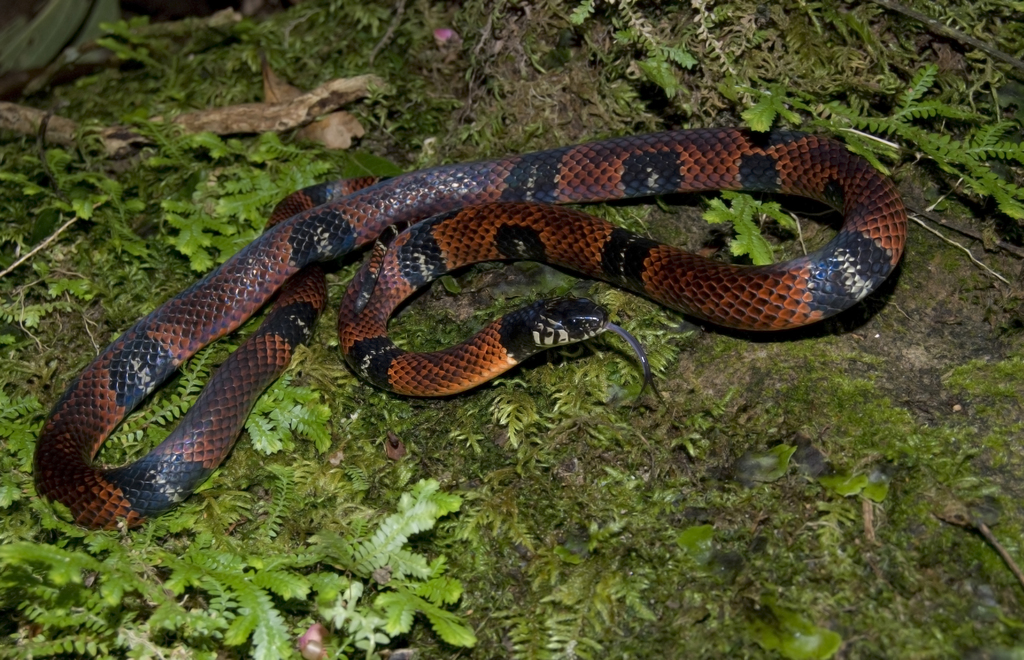 Mimic False Coral Snake