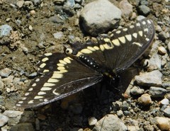 Papilio brevicauda