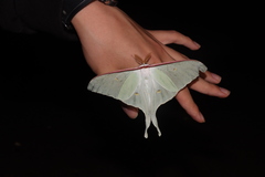 Actias artemis