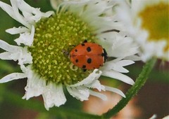 Hippodamia variegata