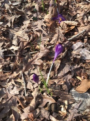 Crocus vernus
