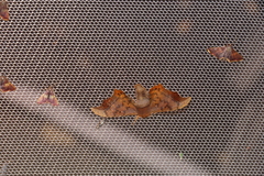 Oberthueria caeca