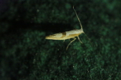 Argyresthiidae