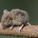 Common Indian Field Mouse - Photo (c) harshithjv, some rights reserved (CC BY-NC), uploaded by harshithjv