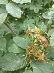 Rosa glauca