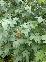 Rosa glauca