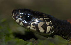 Erythrolamprus mimus