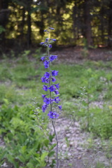 Delphinium elatum