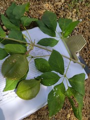 Anemopaegma orbiculatum