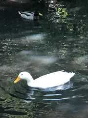 Anas platyrhynchos domesticus