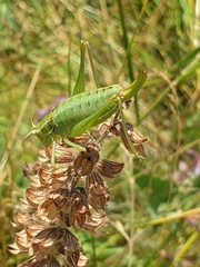 Poecilimon intermedius