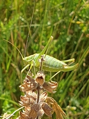 Poecilimon intermedius