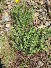 Eucephalus paucicapitatus