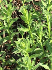 Eucephalus paucicapitatus