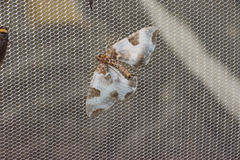 Callabraxas fabiolaria