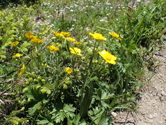 Ranunculus breyninus