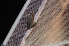 Macrobrochis staudingeri