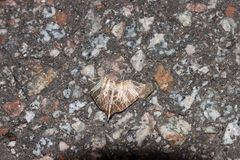 Evecliptopera illitata