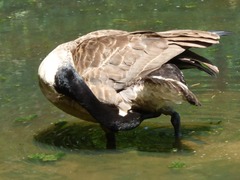 Branta canadensis