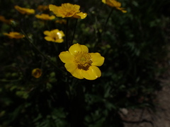 Ranunculus breyninus