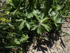 Ranunculus breyninus