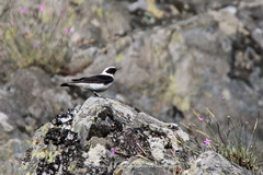 Oenanthe hispanica