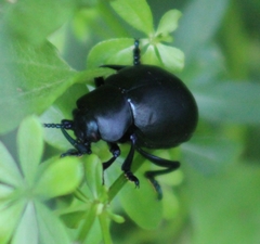 Timarcha tenebricosa