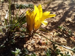 Romulea austinii