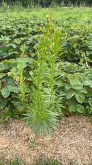 Erigeron canadensis