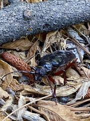 Prionus californicus