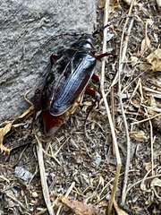 Prionus californicus