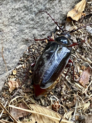 Prionus californicus