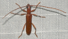 Psyrassa unicolor