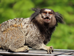 Callithrix penicillata