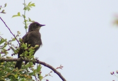 Sturnus vulgaris
