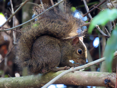 Sciurus aestuans