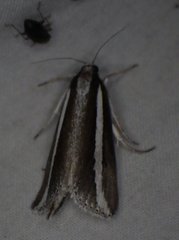 Carectocultus perstrialis