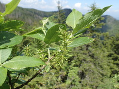 Salix silesiaca