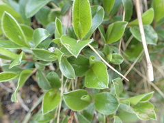 Salix alpina