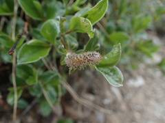 Salix alpina