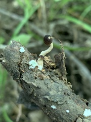 Pluteus hispidulus