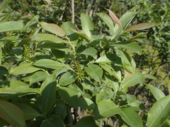 Salix silesiaca